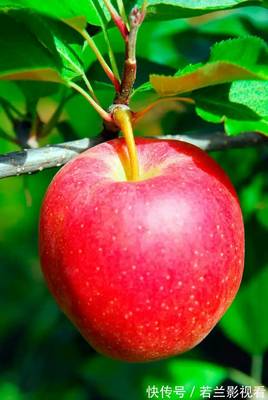 霜降至，這幾種水果與蔬菜寓意喜氣洋洋、健康平安